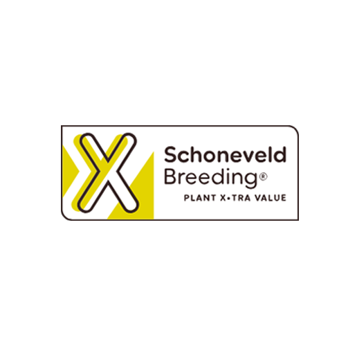 Schoneveldbreeding